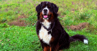 joy pet sitter à FLASTROFF 57320_13
