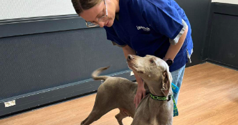 lucile pet sitter à ANNEMASSE 74100_3