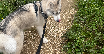 mathilde pet sitter à AUBAGNE 13400_1