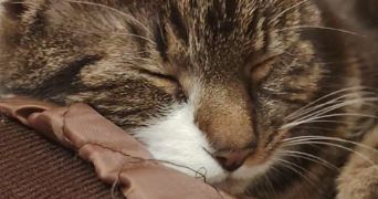 salomé pet sitter à BEZONS 95870_1