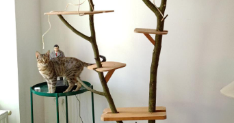 amélie pet sitter à ANGOULEME 16000_1