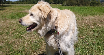 annabelle pet sitter à POITIERS 86000_1