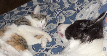 ninon pet sitter à GRAGNAGUE 31380_3