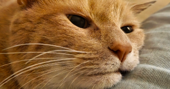 xavier pet sitter à BREST 29200_2