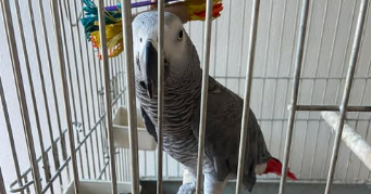 sabrina pet sitter à LE MANS 72100_2