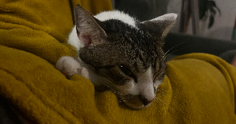 léa pet sitter à HYERES 83400_1
