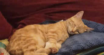 pandora pet sitter à BAYEUX 14400_1