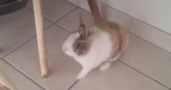 clemence pet sitter à GRENOBLE 38100_1