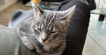 florence pet sitter à ST SYMPHORIEN SUR COISE 69590_2