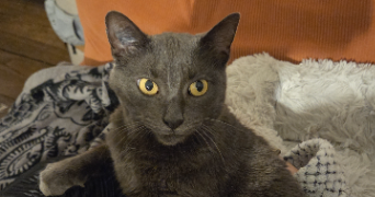 mélanie pet sitter à LEVALLOIS PERRET 92300_3