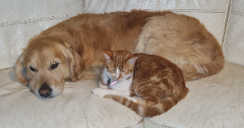 patrice pet sitter à LA CHAPELLE VENDOMOISE 41330_1