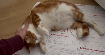 théo pet sitter à NANCY 54000_1