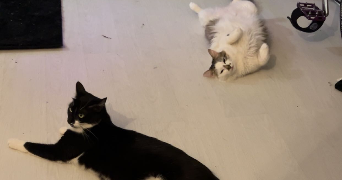 oceane pet sitter à GRADIGNAN 33170_2