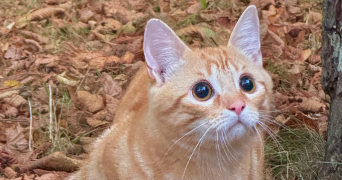 luc pet sitter à NANTES 44000_2