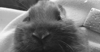 deronne pet sitter à LE GRAU DU ROI 30240_2