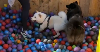 elodie pet sitter à CLERMONT FERRAND 63100_7