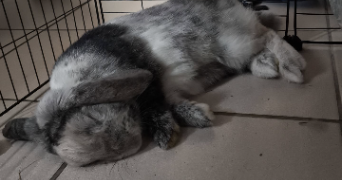 diego pet sitter à SALEILLES 66280_9