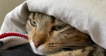 corinne pet sitter à AIX EN PROVENCE 13090