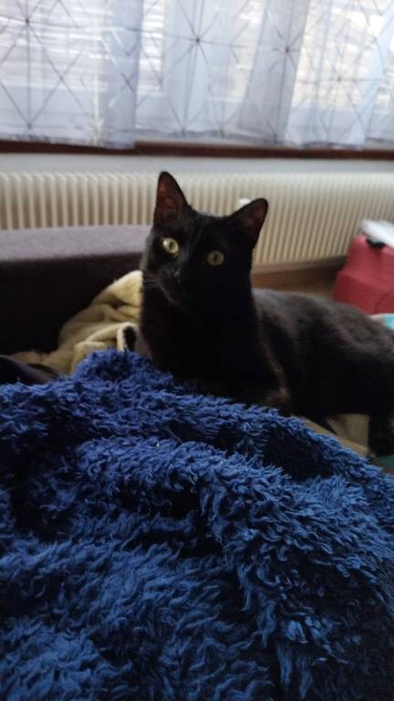 mélina pet sitter à Haguenau 67500_5