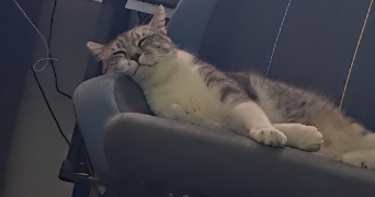 manon pet sitter à ST LEU LA FORET 95320_0