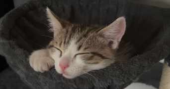 alicia pet sitter à ANNONAY 07100_2