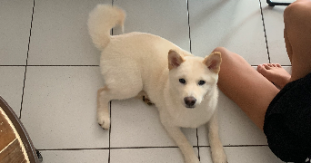 chiara pet sitter à QUIMPER 29000_4