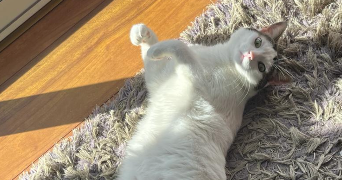dorothée pet sitter à TOULOUSE 31400_4