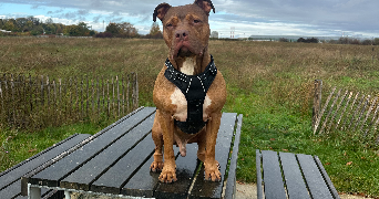 suzane pet sitter à CHEVILLY LARUE 94550_0