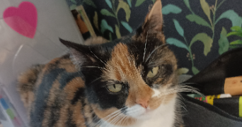 isabelle pet sitter à MACON 71000_0