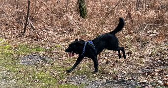 elena pet sitter à POITIERS 86000_4