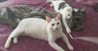 VANESSA pet sitter à Dammarie-les-Lys 77190_8