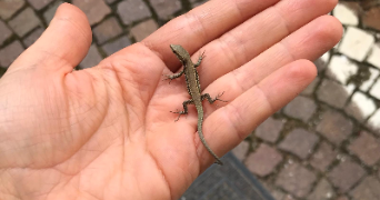 laura pet sitter à BORDEAUX 33100_3