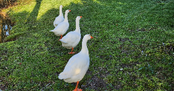 alexandra pet sitter à Gaillac 81600_5