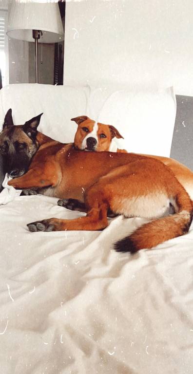 Mathilde pet sitter à Orée-d'Anjou 49270_3