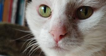 caroline pet sitter à VERNOUILLET 78540_1
