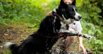 amélie pet sitter à LES AUXONS 25870_1