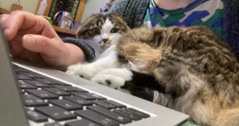 lili pet sitter à AUBERVILLIERS 93300_1