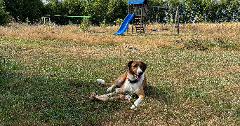 agnès dog sitter à LISLE SUR TARN 81310_1