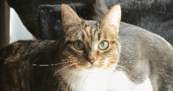delphine pet sitter à CHATEAULIN 29150_2