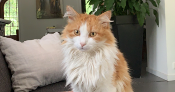loélia pet sitter à HAUTE GOULAINE 44115_2