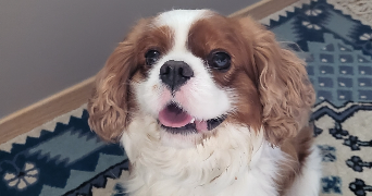 clotilde pet sitter à ROOST WARENDIN 59286_0