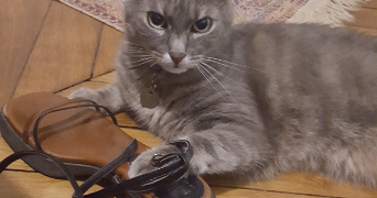 elodie pet sitter à PARIS 19 75019_5