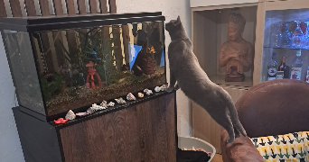 Veronique pet sitter à Vaux-le-Pénil 77000_9