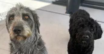 léane pet sitter à Lyon 69002