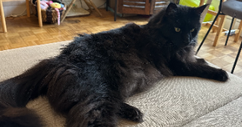 tiffany cat sitter à PARIS 15 75015_2