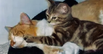 kimberlly pet sitter à VIERZON 18100_3