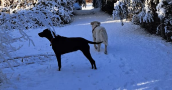 lounéa pet sitter à NANTES 44000_2