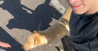 milan pet sitter à METZ 57000_2