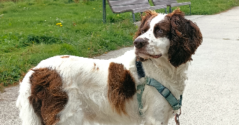agnès pet sitter à LAU BALAGNAS 65400_2