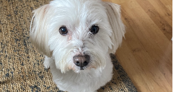 mathilde pet sitter à NICE 06300_1